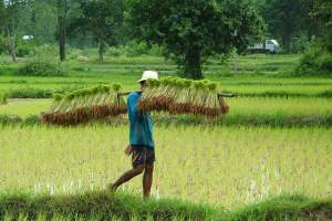 Myndighetene oppfordrer til kun én rishøst i år.