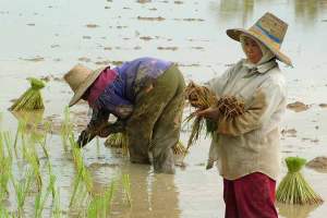 En tredel av thaier jobber i landbruket, og de blir stadig eldre.
