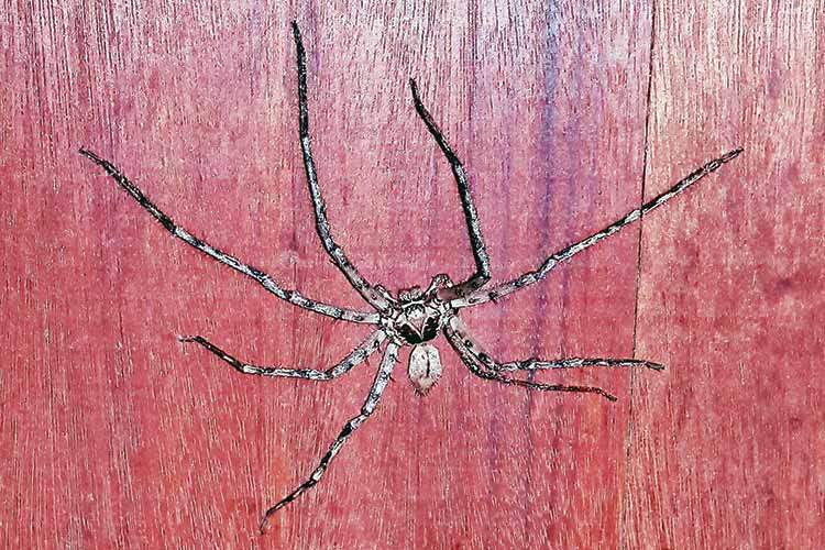 LANGBENT: Slik ser hannen blant jeger-edderkopper ut. Den kan bli inntil 10 centimeter bred.